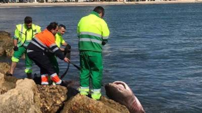 Noticias: Tiburón de cuatro metros encontrado en la playa de Santa Pola